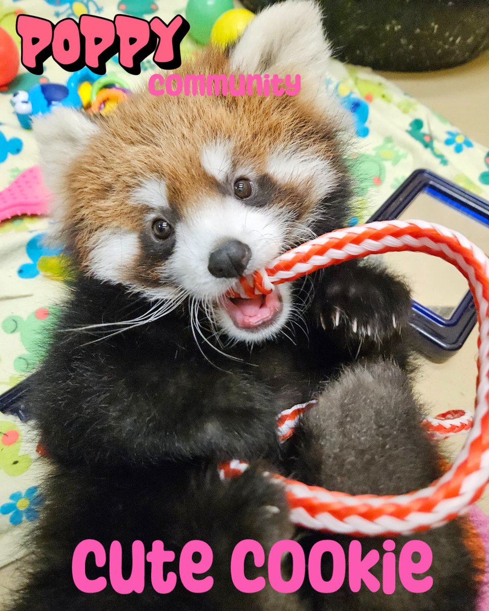 Poppy The Baby Red Panda | Fan Page tweet media