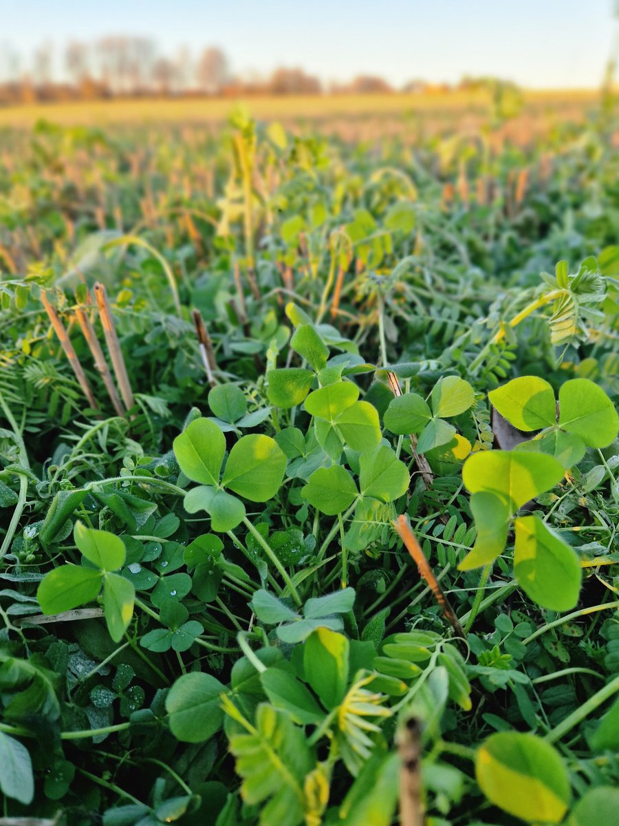 makesoilgreat's tweet image. Throughout the winter, my job involves far too much office work.. 
So, some days I stop by @ErlandLundeby fields and poke around a bit on my way home from work.

Like today—and what a sight they were😍

#ConservationAg #KarbonAgro 
#Covercrops #Soilhealth