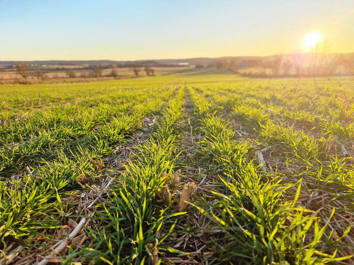 makesoilgreat's tweet image. Throughout the winter, my job involves far too much office work.. 
So, some days I stop by @ErlandLundeby fields and poke around a bit on my way home from work.

Like today—and what a sight they were😍

#ConservationAg #KarbonAgro 
#Covercrops #Soilhealth