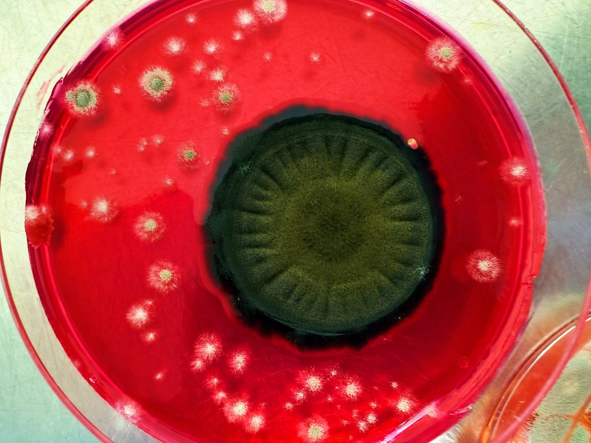 Some stunning contaminants found on old plates in the back of the cold room 😍🧫