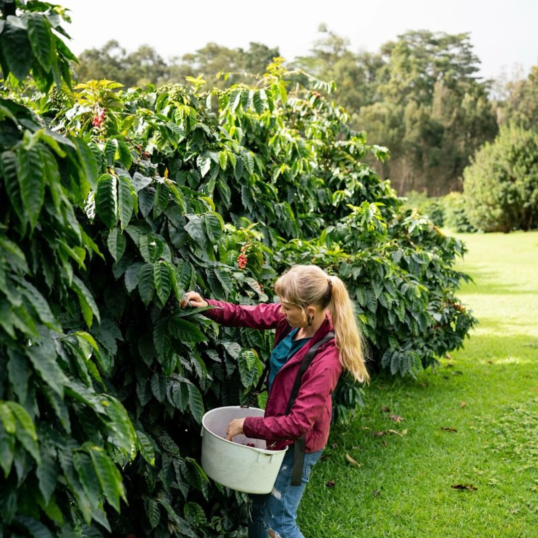 Big Island Coffee tweet media
