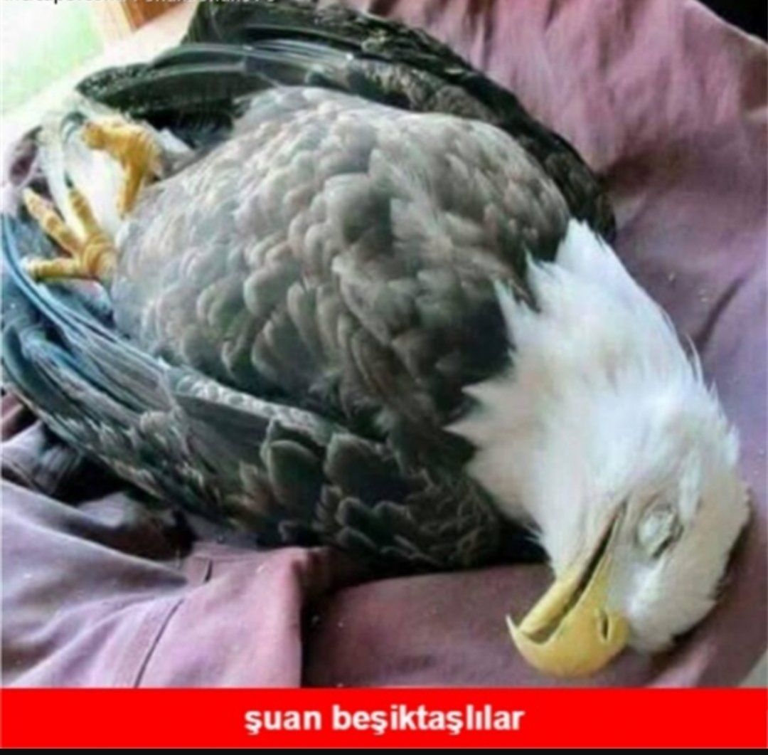 TrZizou's tweet photo. @Besiktas @Besiktas #Beşiktaş #Uefa https://t.co/CMmyVHlJcX