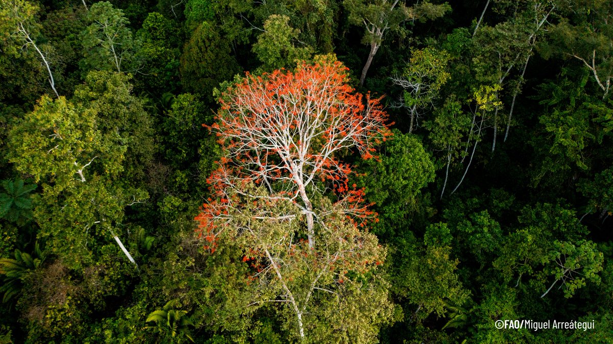FAO Perú tweet media