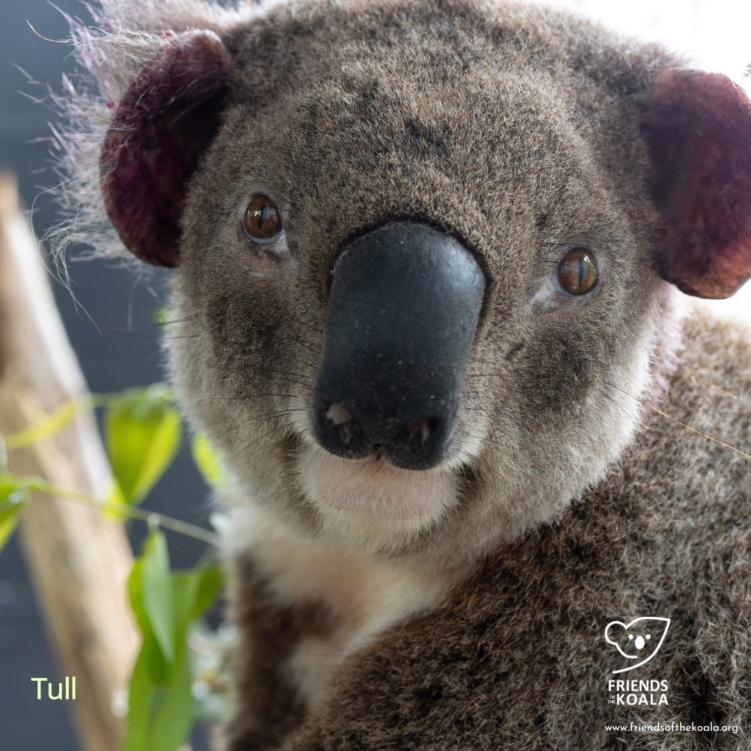 Friendsofthekoala tweet media