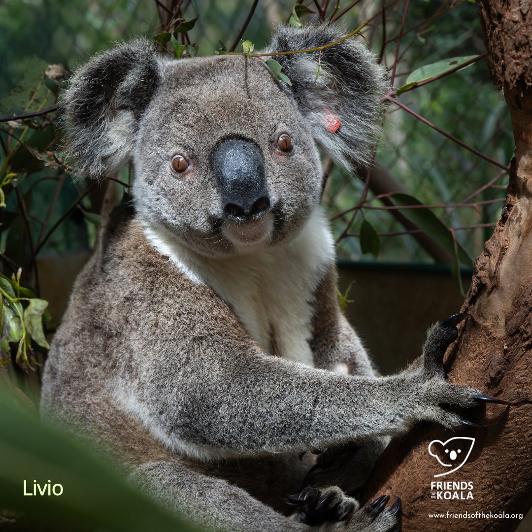Friendsofthekoala tweet media