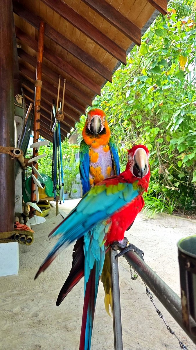 Coach Stolley tweet media