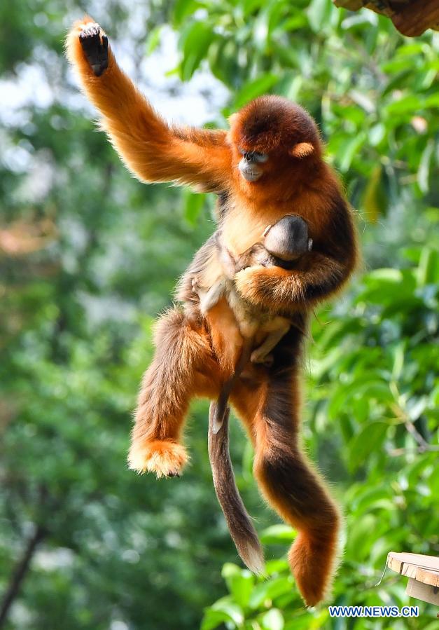 PDChina's tweet photo. #China will provide three golden snub-nosed monkeys to #France as part of a 10-year program aimed at strengthening international cooperation on the protection of the treasured species, according to the China Wildlife Conservation Association. https://t.co/Rt2A47VPhT