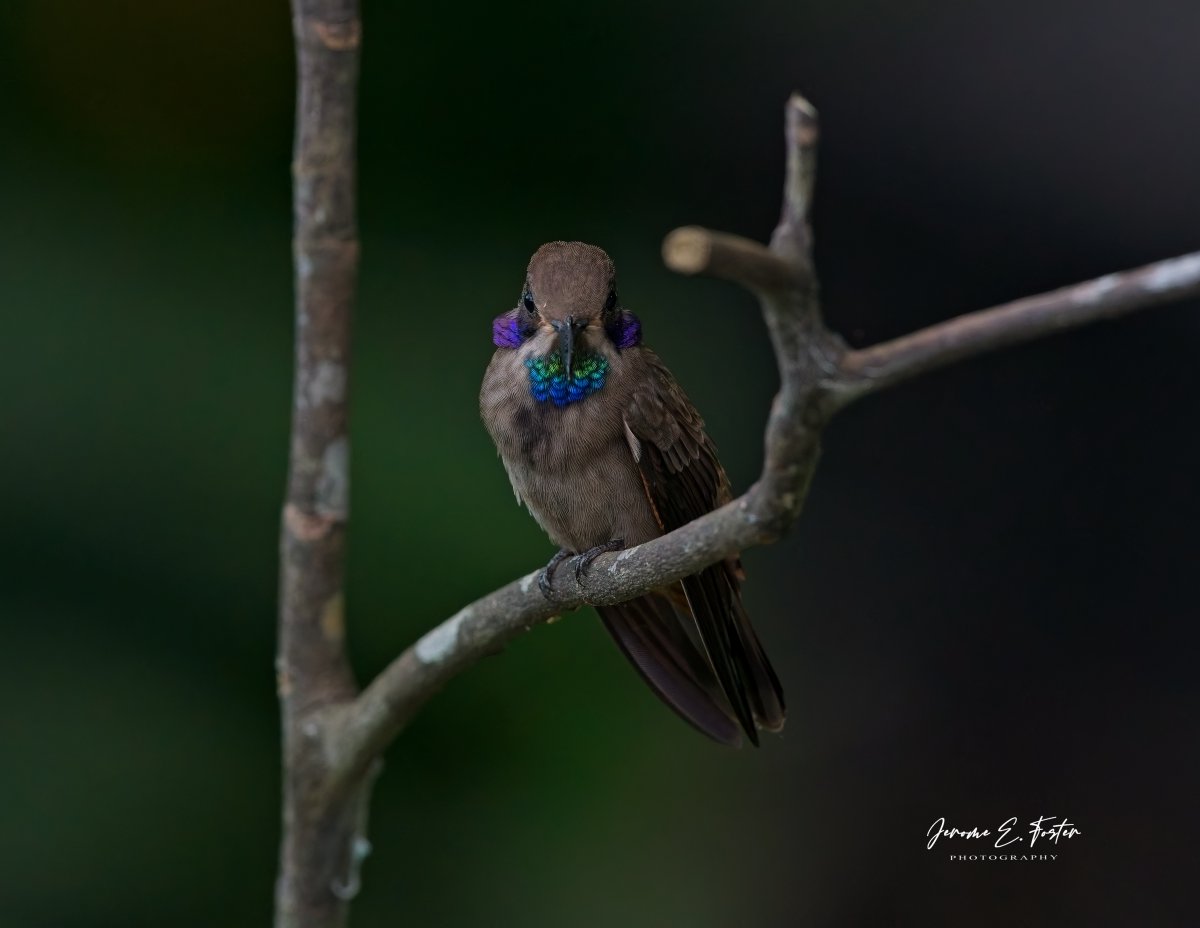 Jerome E. Foster Photography 🇯🇲 🇹🇹 🇱🇨 tweet media