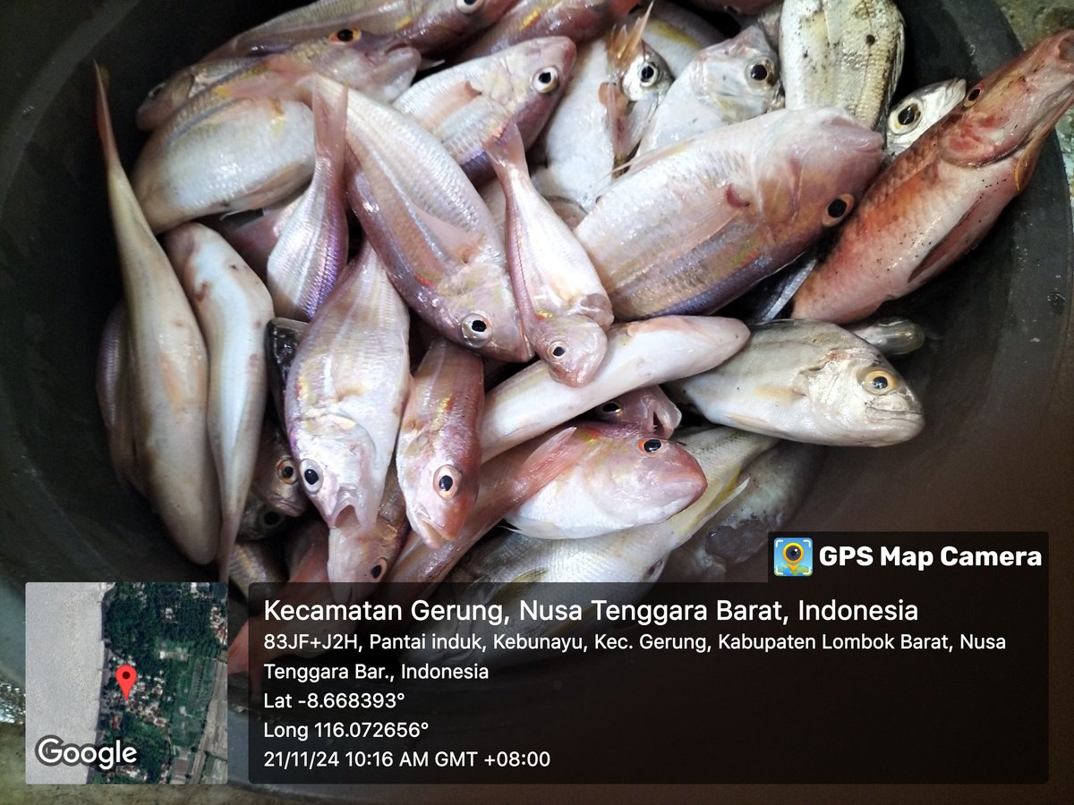 SukronJayadi2's tweet photo. Kamis, 21/11/24 Muh Sukron, Luhkan Lombok Barat,di KUB Teluk Indah Ds Taman Ayu, melaporkan tangkapan Kurisi, jaring, pagi, sebanyak 7Kg, harga Rp.35.000/Kg
#GiatLuhkanSatminkalGondol #LombokBarat #Tangkap #LuhLapor #ProduksiTangkap https://t.co/k8gZm1KCOj