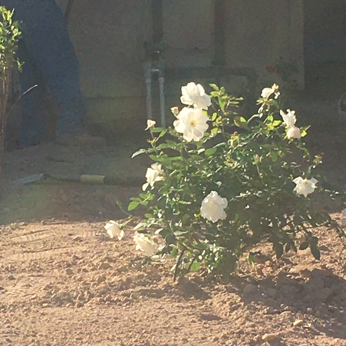 Sugarbear tweet media