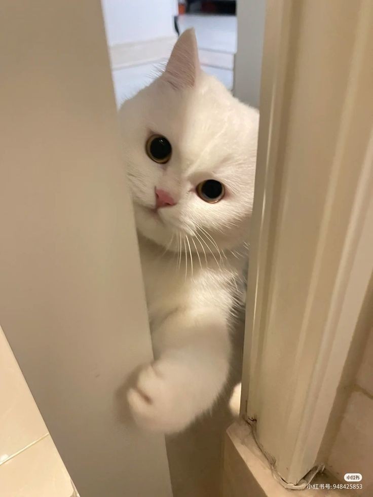 May i come in? 🥺