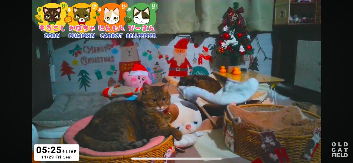 OldCatfield's tweet photo. Good morning! We’re live this morning, November 29, 2024. Cat lovers, come check it out! 🐾

Youtube - https://t.co/D2nAa78v7v

#Cat #Cats #CatsLover #RescueCats #SeniorCats #AdoptDontShop #CatLiveStream #CatsOfYouTube https://t.co/bijaVqMcGj