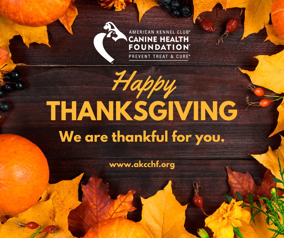 Today we celebrate dog caregivers, breeding experts, clubs, organizations, veterinary professionals, and scientists for supporting our mission to advance canine health. Most of all, our hearts are filled with gratitude for our four-legged friends who add color to our lives!🐾💞