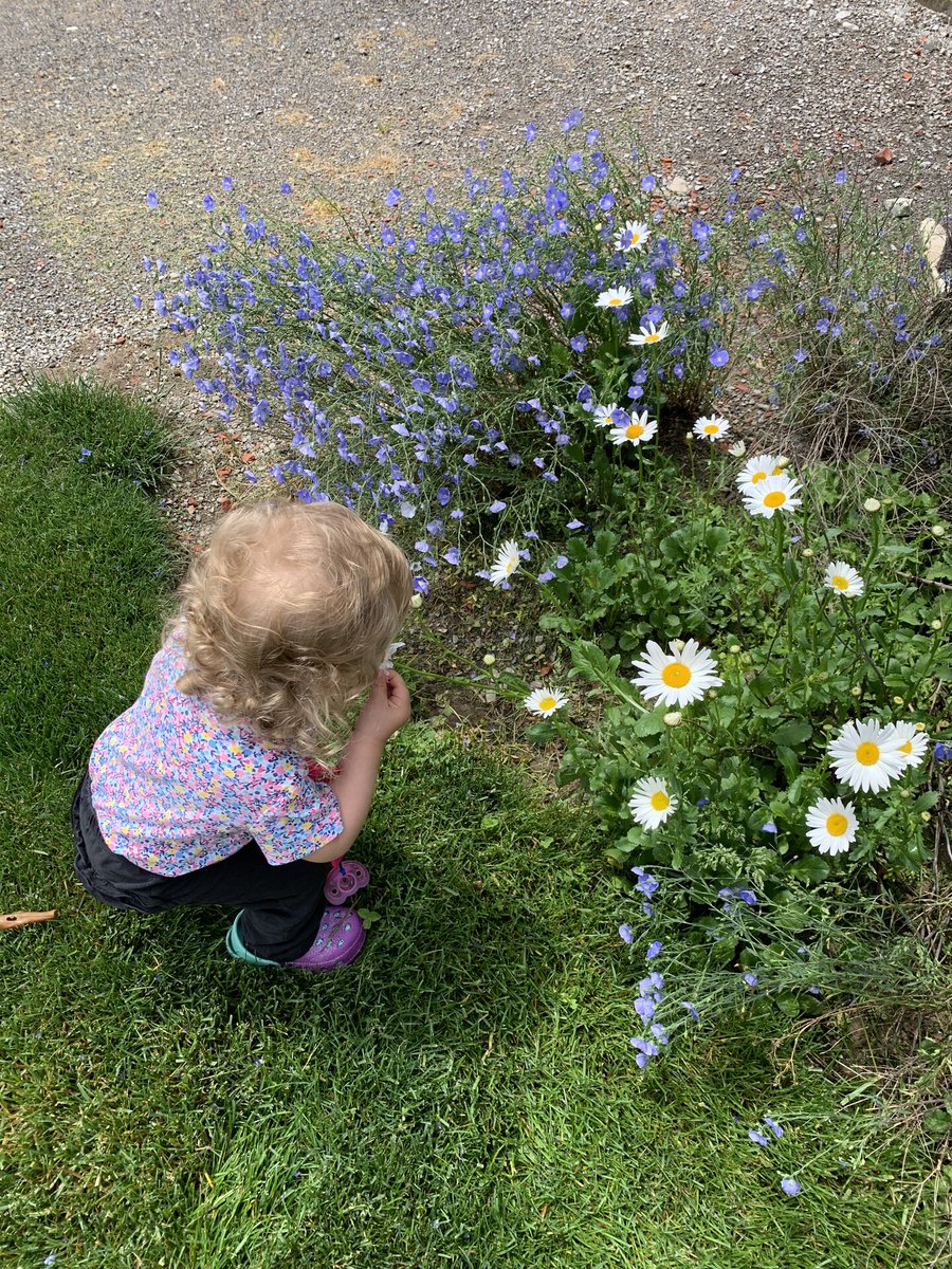 American Meadows tweet media