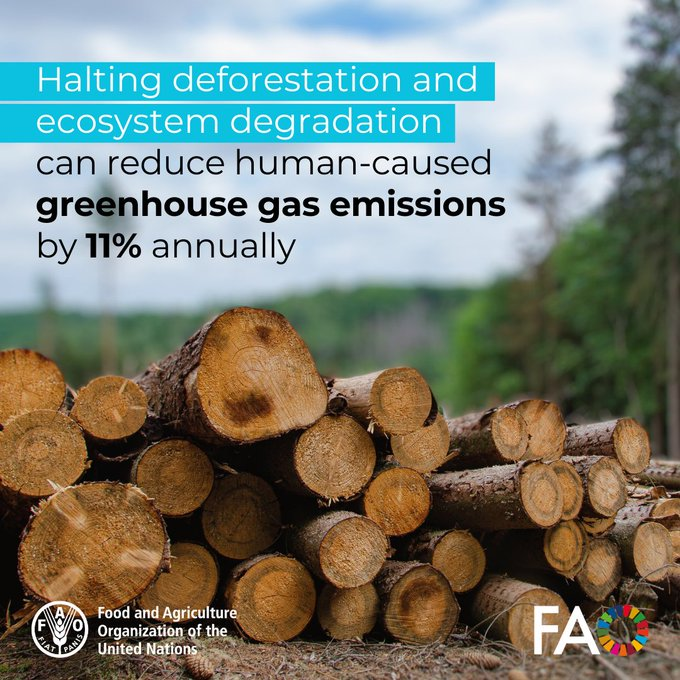 🪵🌳Halting deforestation and ecosystem degradation can reduce human-caused greenhouse gas emissions by 11% annually!

#forests #SDGs <a href="/FAOclimate/">FAO Climate Change & Biodiversity</a> 

via <a href="/FAOForestry/">FAO Forestry</a>
