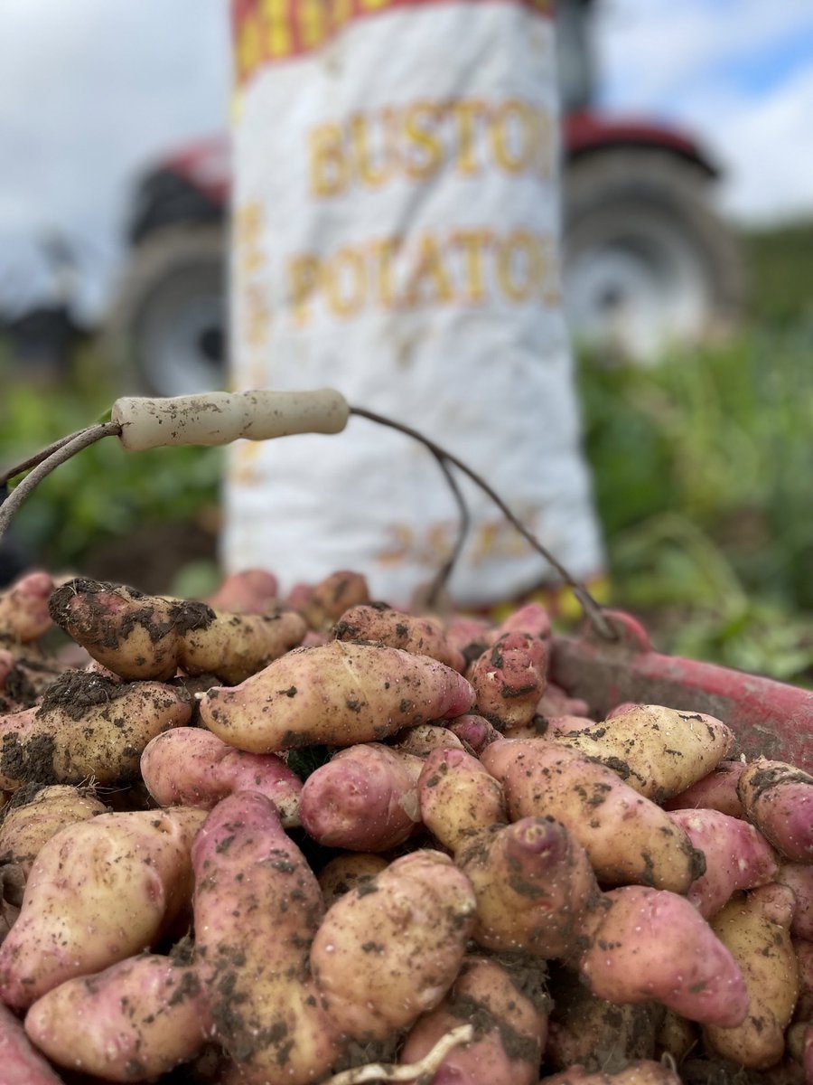 Heritage Buston Potatoes tweet media