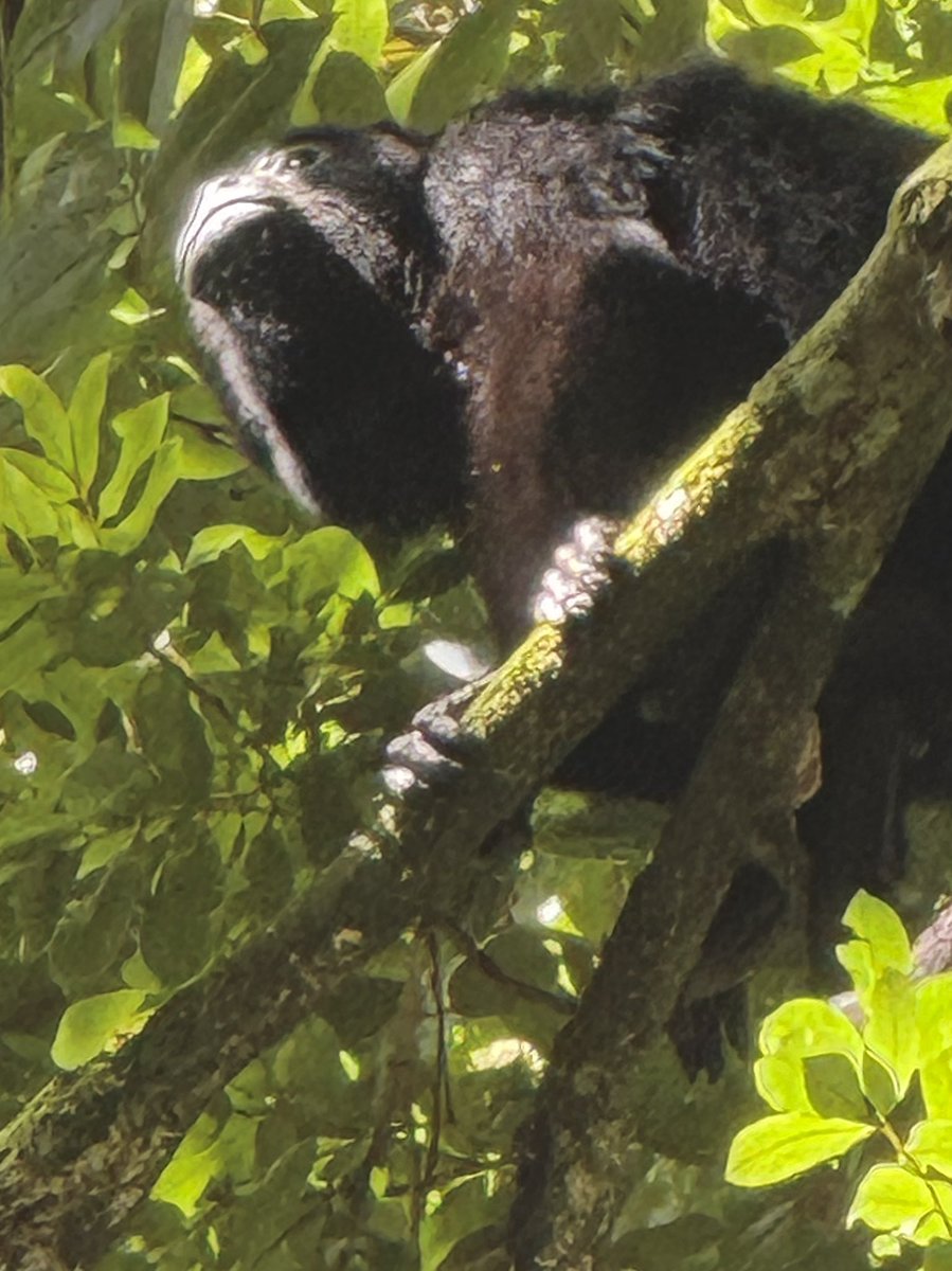 As seen today along the Monkey River.