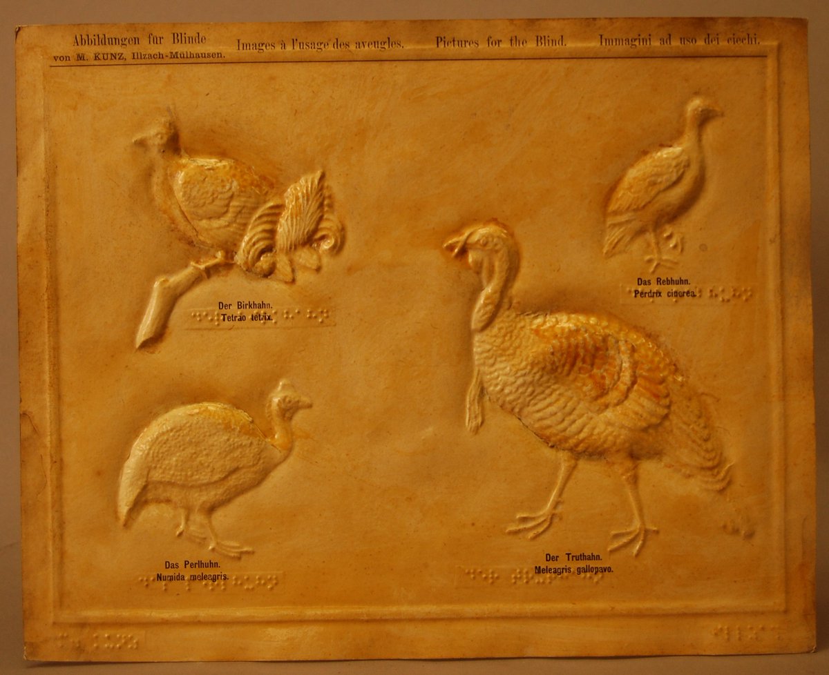 DotExperience's tweet image. Happy Turkey Day! This relief, created in 1890 by Martin Kunz, features a wild turkey among other birds you might also find on a dinner table. Kuntz was a leading producer of relief pictures &amp;amp; maps in the 1890s. For more info, view our online collection. bit.ly/3ZlyzWo