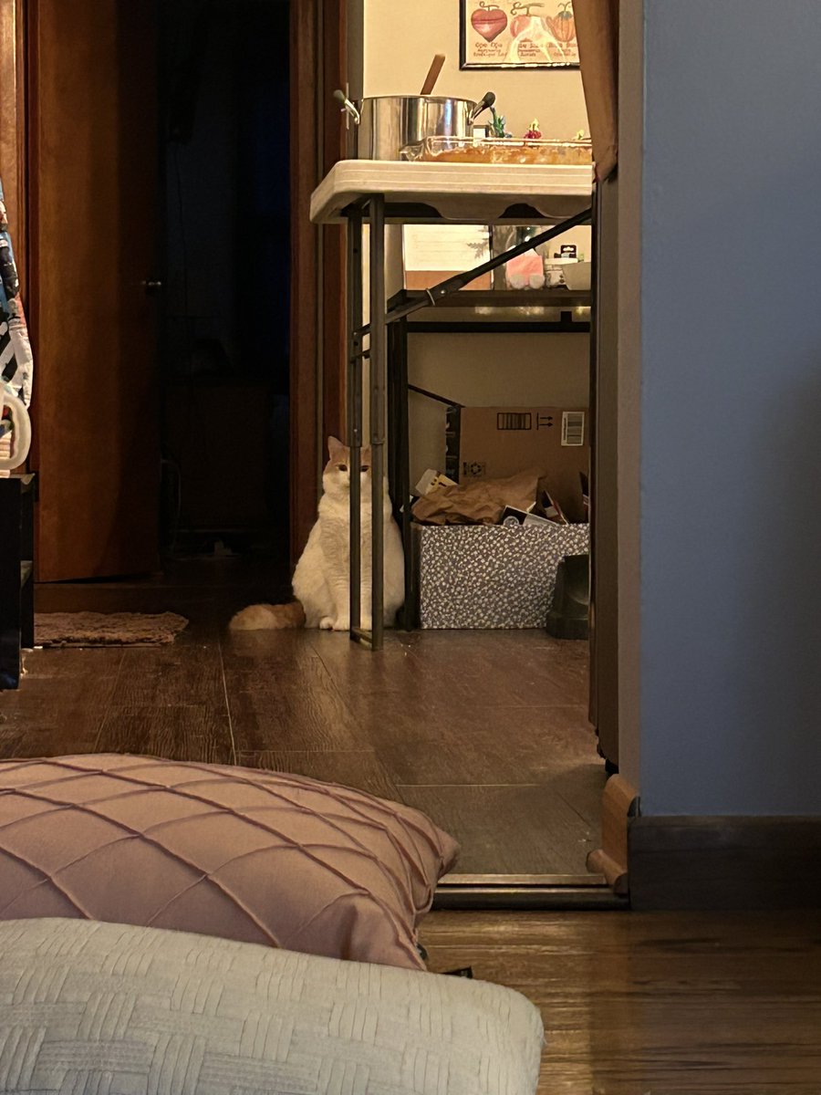 kayleeando's tweet photo. surely, they cannot see me https://t.co/FuKAobHOfn