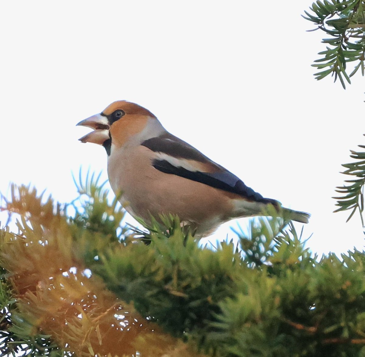 Bramfield churchyard today, more fun trying to snap the residents with <a href="/RoseNewbold/">Rose Newbold</a> and <a href="/DaveNewbold5/">Dave Newbold</a> 
Just the single bird.