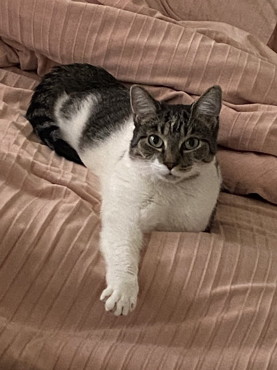 triangletyler tweet media