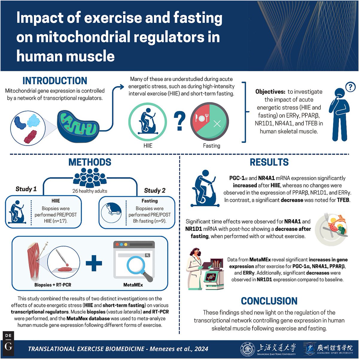 #TEB #OriginalResearch
🧬 Fueling Your Muscles: Exercise, Fasting, and Mitochondrial Adaptations 🦵💥

How do your muscles adapt to energy challenges? A study by @EvelineSMenezes, <a href="/hashim90i/">Hashim Islam</a>, <a href="/gurdb/">Brendon Gurd</a>, and team reveals the effects of high-intensity interval exercise (HIIE) and