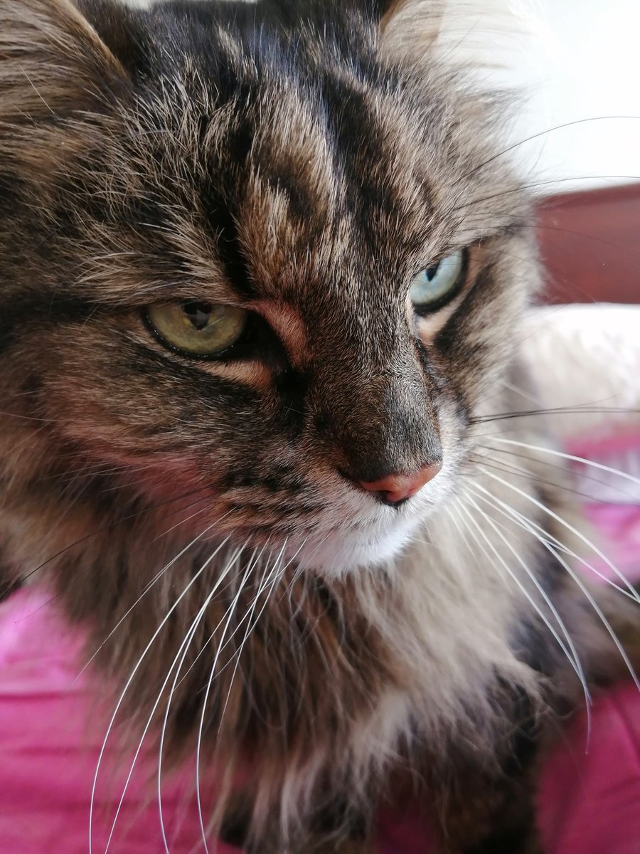 Just a reminder folks of how handsome (and modest) I am. Although getting a bit scraggy these days. All the best for the holiday season to everyone. All I want for Christmas is peace on Earth and goodwill to all.