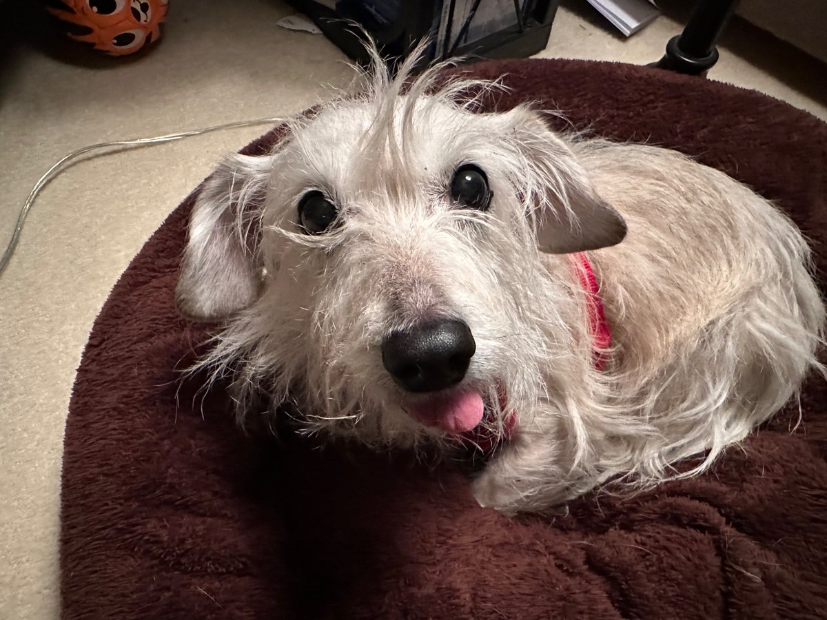 SixEyedRasmus's tweet photo. @JoshStrifeHayes My dog does that whenever she sleeps. I’ve had her for nearly seven years, but it still gets me every time I see it. ^_^ https://t.co/pzlzHByRQx