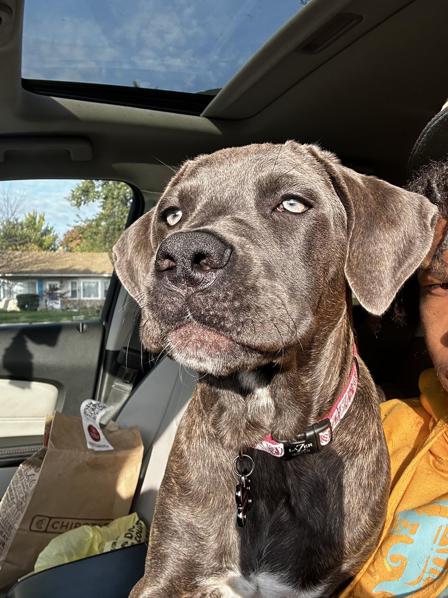 itzjustbenjii's tweet photo. Thankful for my Nahla 🐶❤️ My ride or die https://t.co/WMd8An27cu