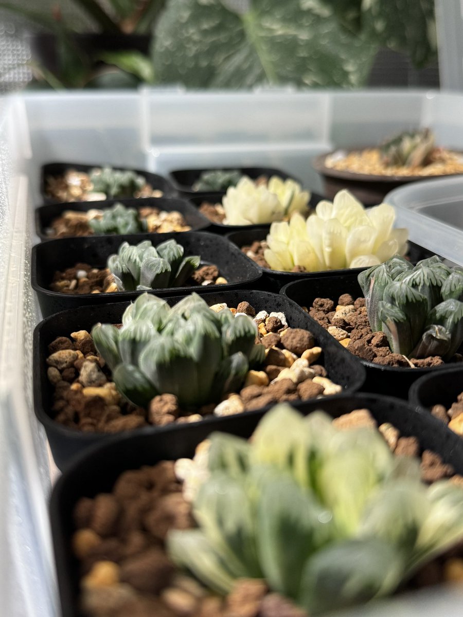 本日の植物コーナー！
ハオルチア　広瀬オブツーサ錦　子供達
秋に分けた子株たち
植え替えて養生して少しずつ水を吸いはじめているようす
オリジナルブレンドの土にとあるひと手間でより強い植物を目指しています！💪