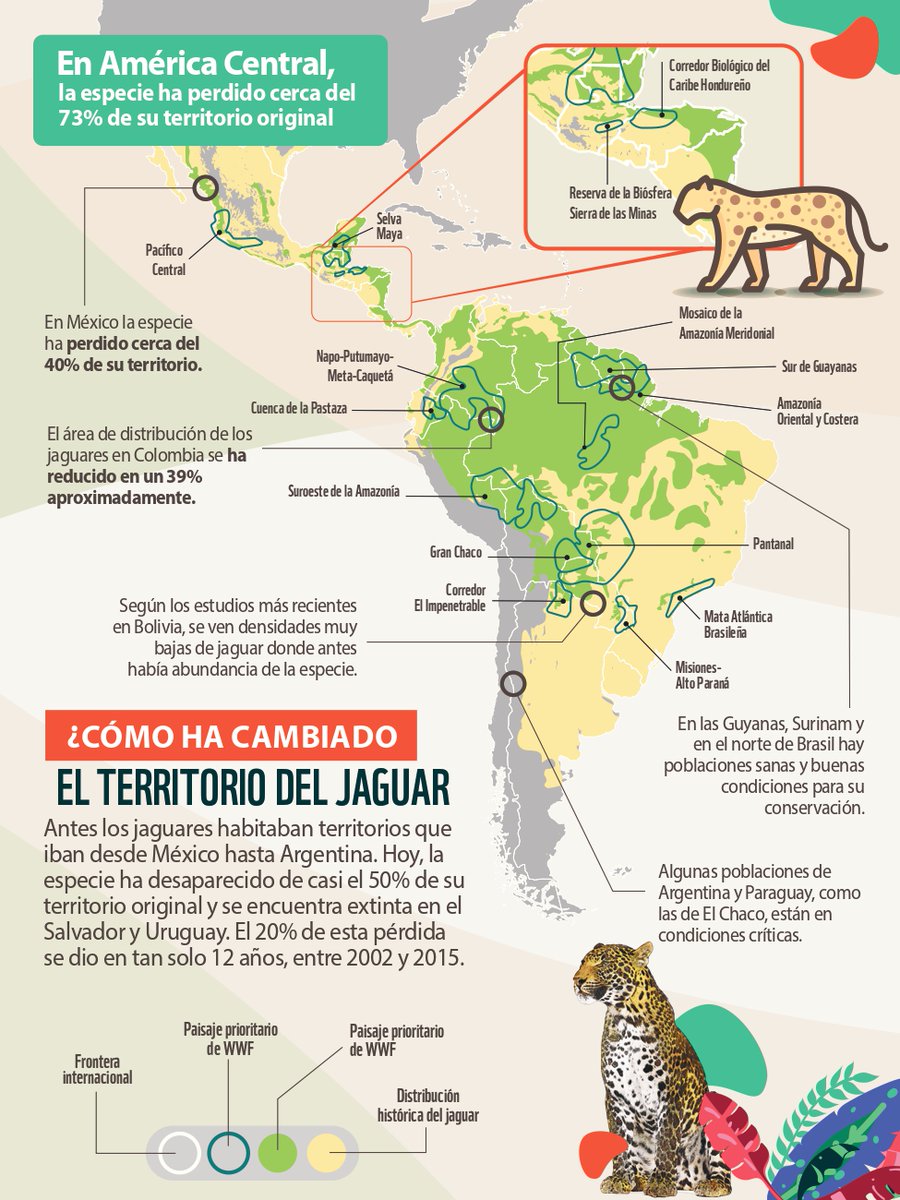 ¿Por dónde se mueve el jaguar en América? 🐆⁉️ Los jaguares necesitan grandes territorios para vivir, por eso, protegerlos implica conservar amplias extensiones de bosque interconectadas 

Así ha cambiado su presencia en la región: wwf.org.co/que_hacemos/es…

#DíaDelJaguar