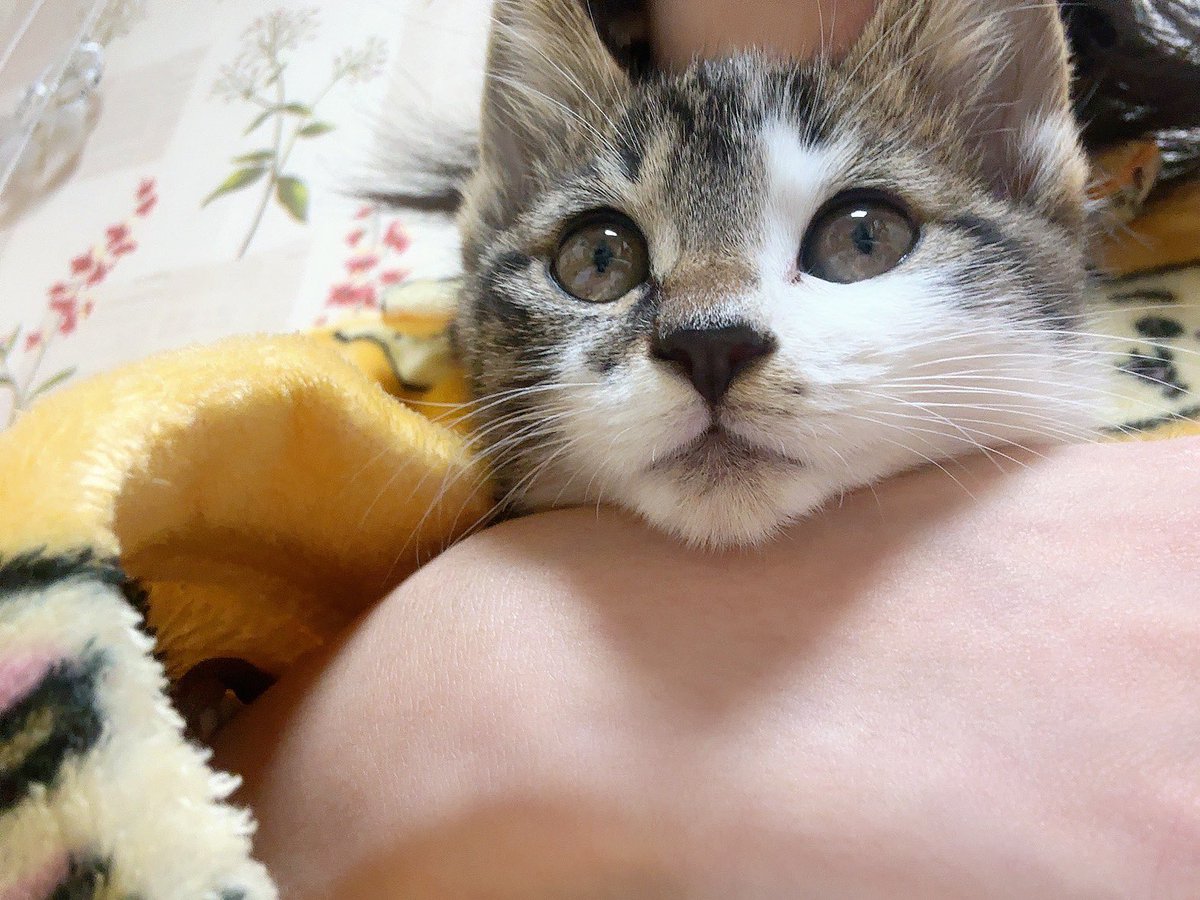 난 우리집 아기고양이가 아침에 눈뜨면 나한테 뽀뽀해줘서 매일 감격했는데 사실은

엄마 밥찵여 

였다는 거잖아ㅋㅋㅋㅋ이 괘씸하고 깜찍한 녀석