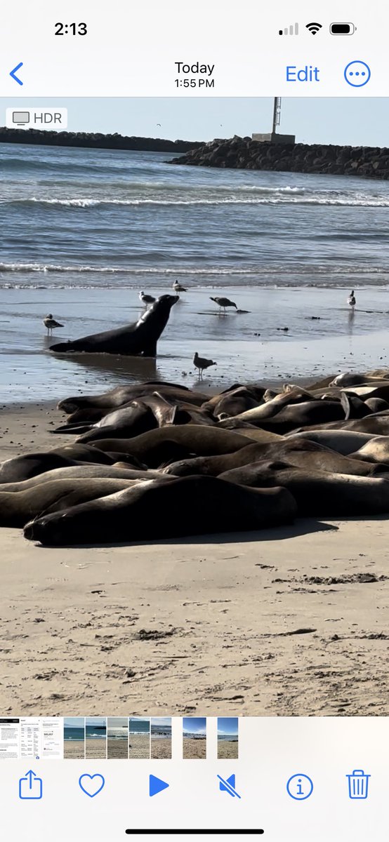 bettrthanexpctd's tweet image. Surfing with my son and sea lions on Thanksgiving Day 🙏❤️🇺🇸