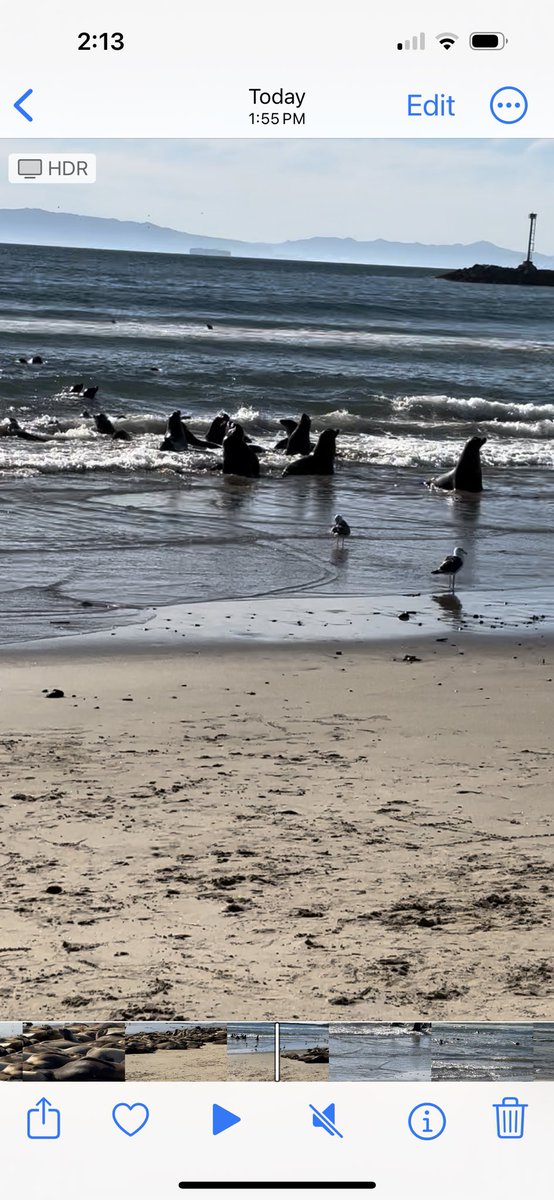 bettrthanexpctd's tweet image. Surfing with my son and sea lions on Thanksgiving Day 🙏❤️🇺🇸