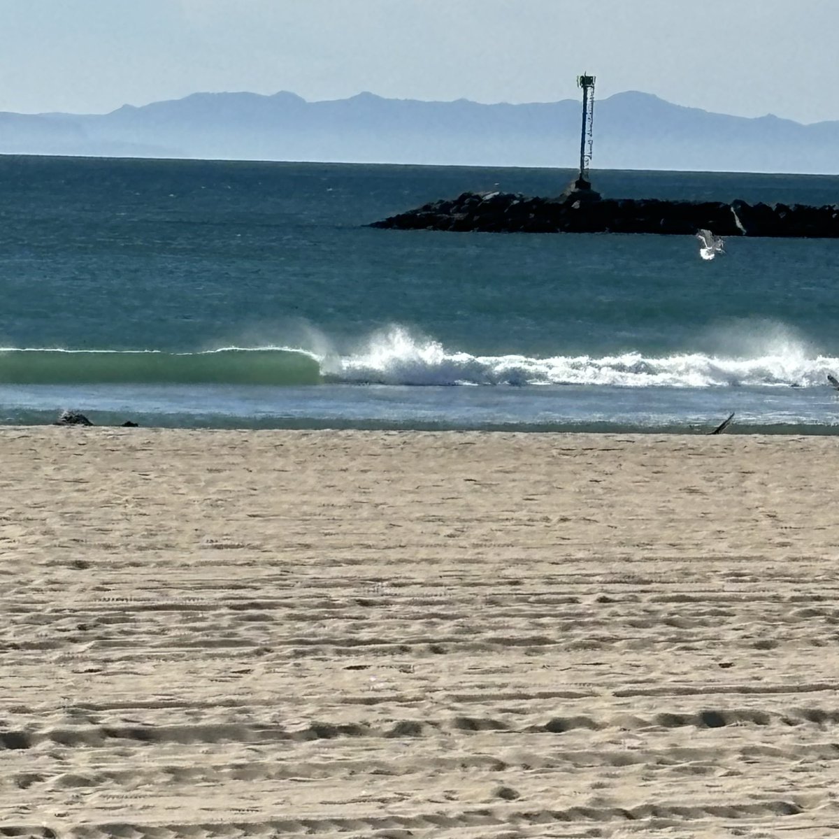 bettrthanexpctd's tweet image. Surfing with my son and sea lions on Thanksgiving Day 🙏❤️🇺🇸