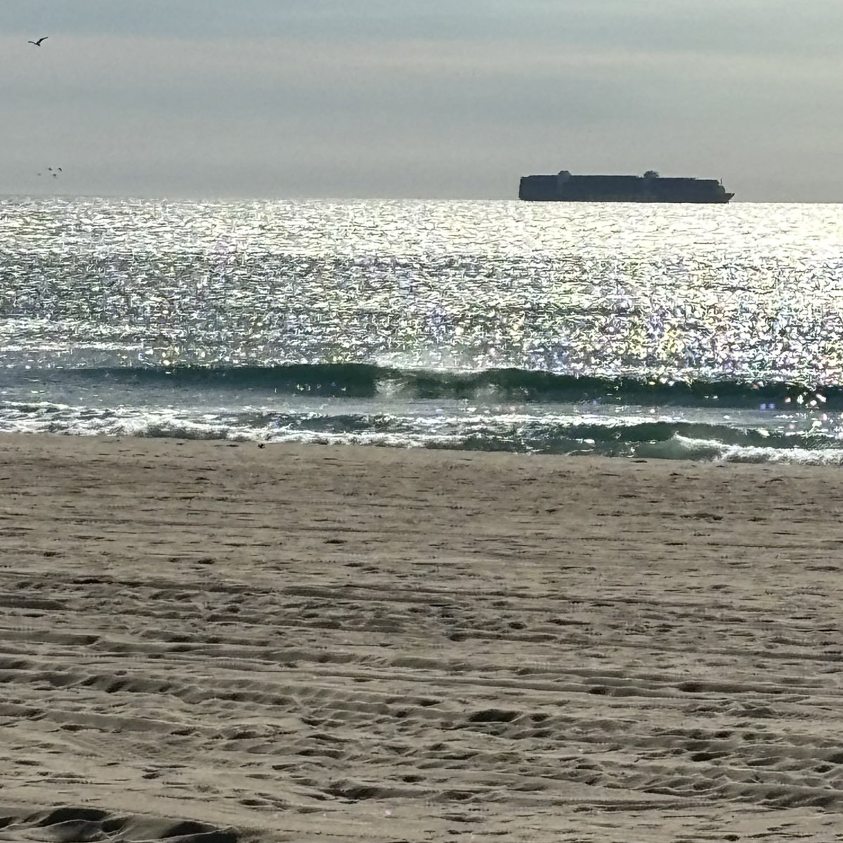 bettrthanexpctd's tweet image. Surfing with my son and sea lions on Thanksgiving Day 🙏❤️🇺🇸