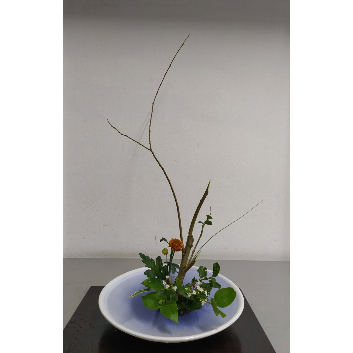 今日の私の生け花です。自由花です <a href="/ikenobo550/">いけばな池坊【公式】</a>
 @ikenoboys #生け花 #池坊 <a href="/Carmen_Lomana/">Carmen Lomana</a> <a href="/FIONAFERRER/">Fiona Ferrer-Leoni</a> <a href="/rossydpalma/">rossydepalma</a> <a href="/asanact/">Antonia San Juan</a> <a href="/BisilaBokoko/">Bisila Bokoko</a>