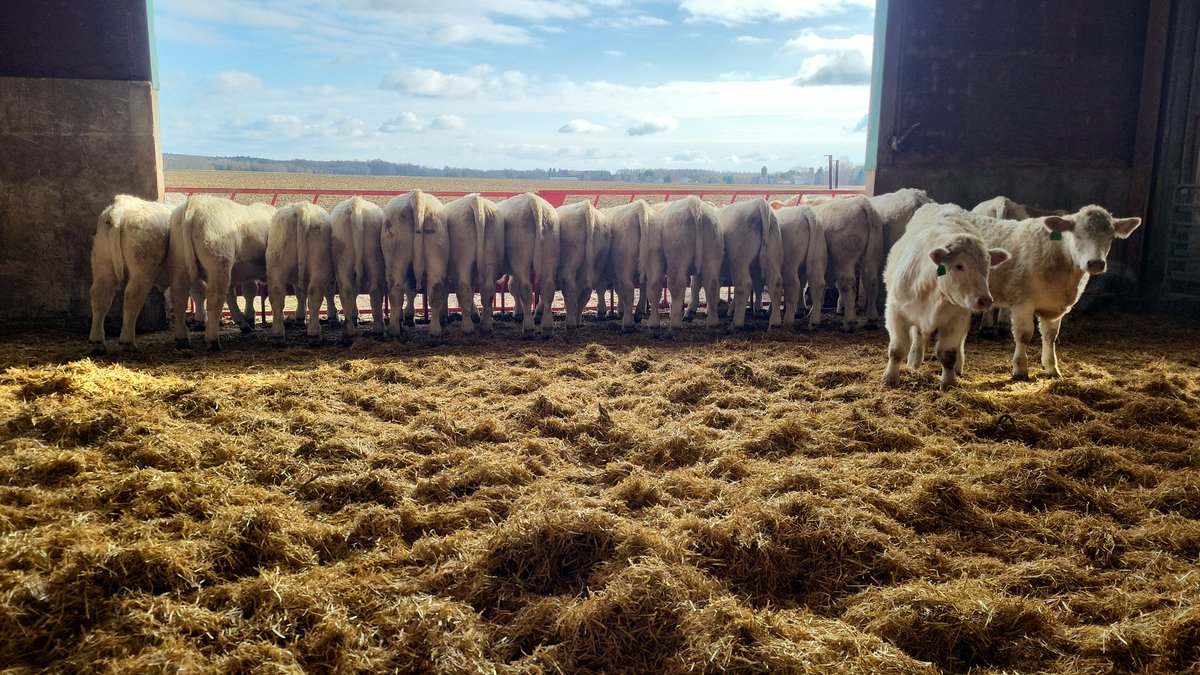 Some heavy <a href="/OnCharolais/">Ontario Charolais</a> calves turning the feed to beef <a href="/ONCornFedBeef/">OntarioCornFedBeef</a>