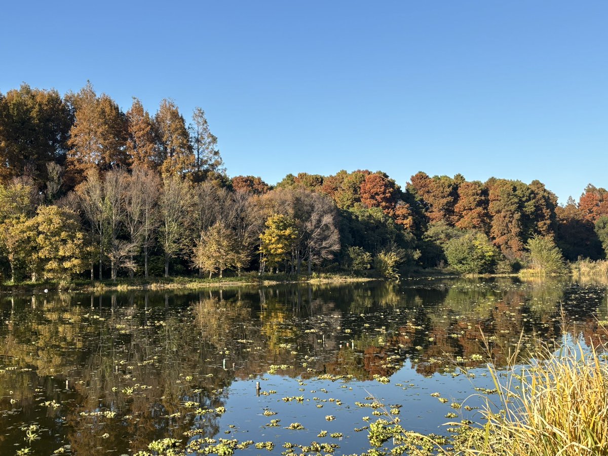 WanderingInJp's tweet image. GM👋🏻😁☀️

#autumn #fall2024 

🏃🏃‍♀️🏃‍♂️