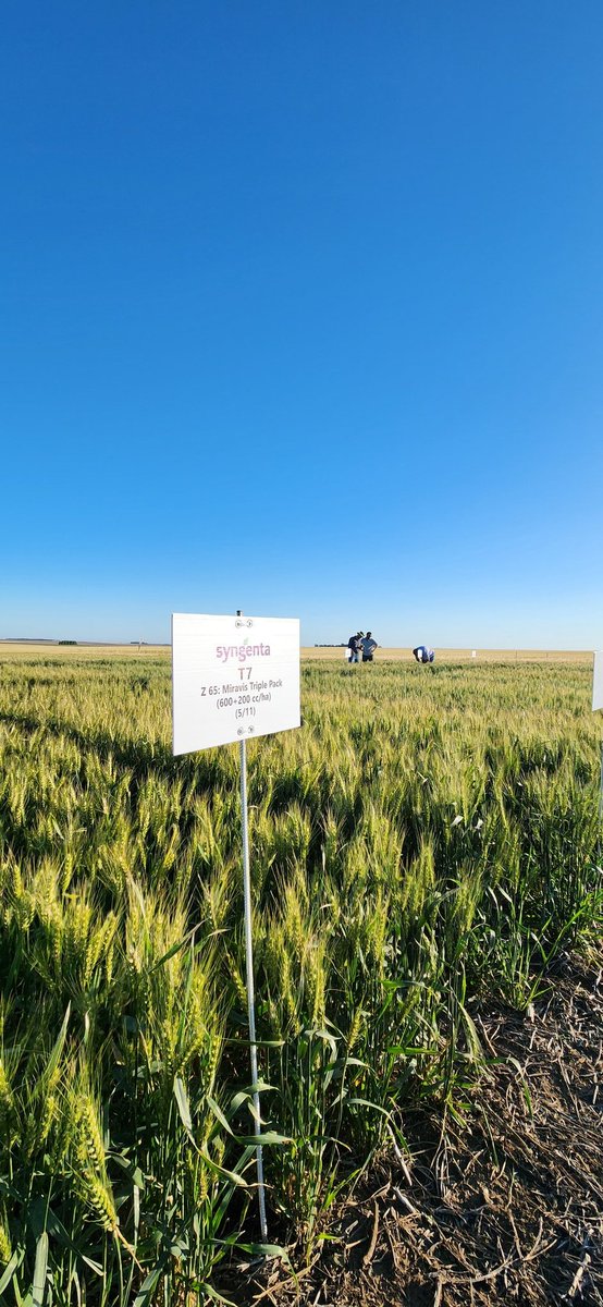 Jonatan Mauro tweet media