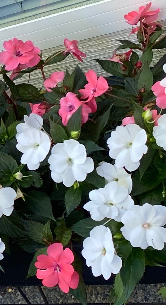 Happy Thanksgiving to all my American friends! My warmest wishes for a beautiful day. #Thanksgiving #AmericanThanksgiving #voiceover #voiceactor #Voiceacting