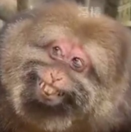 Looks like China is starting to wake up to $xing

This was posted on weibo (Chinese version of twitter) this morning

weibo.com/7727996172/P2q…

China hasn't fully waken up to this yet...but you're still early to $xing... He's already comparing it to Moo Deng and he called Moo Deng