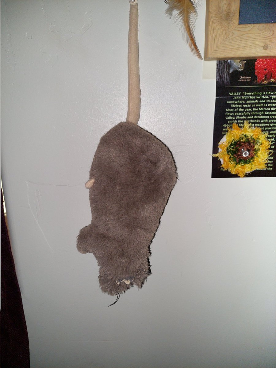 buttholecramper's tweet photo. @hell_doe @rainforestpussy Mines on The Wall https://t.co/Dx68ZqW0A2
