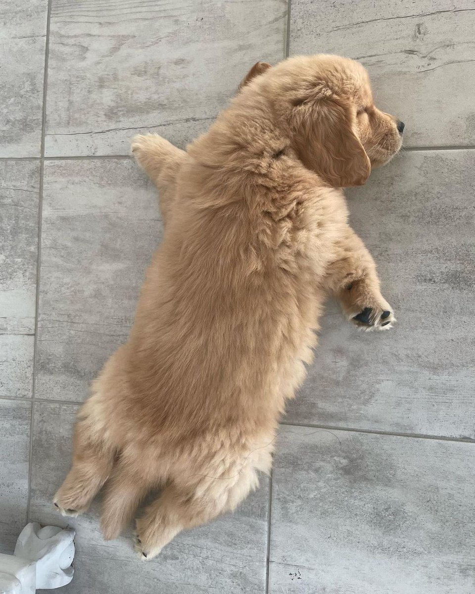 This is Teddy. He just finished his first Thanksgiving feast. Immediately proceeded to his new favorite tradition, the post-feast nap. 12/10