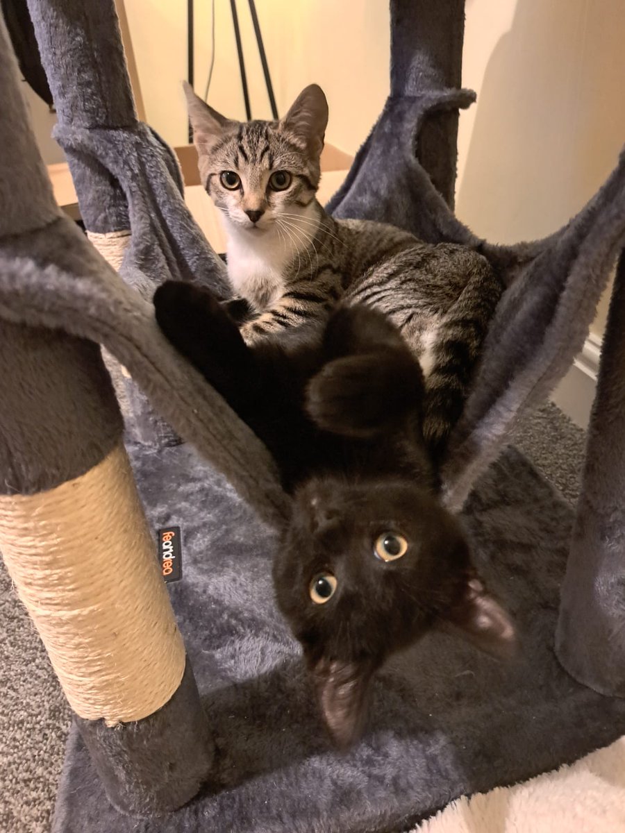 Jules Barraclough tweet media