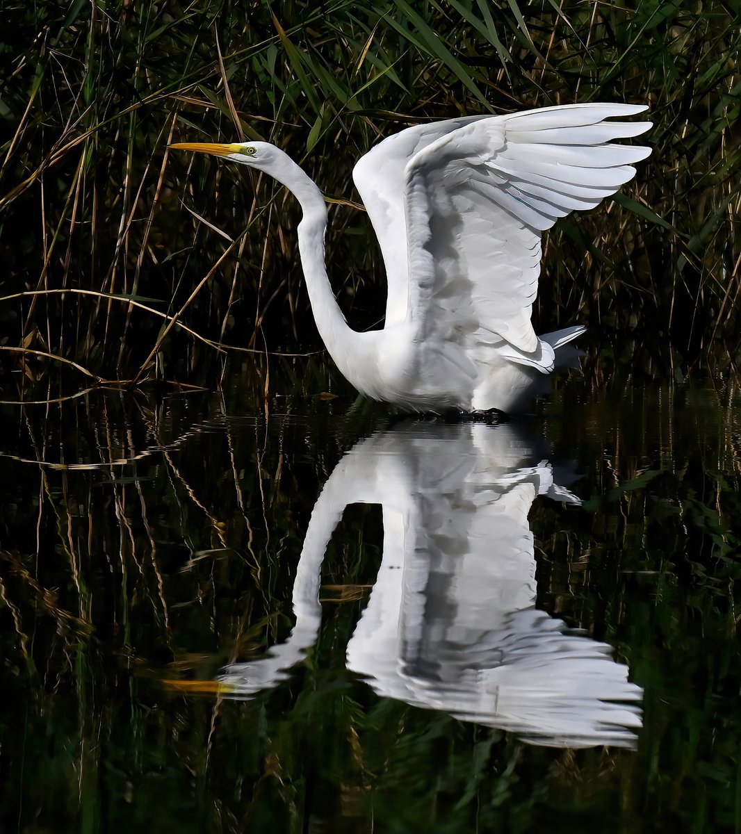 Great White Egret reflection. 😍😀
 As it's Friday, please share and comment! 🙏😊🐦