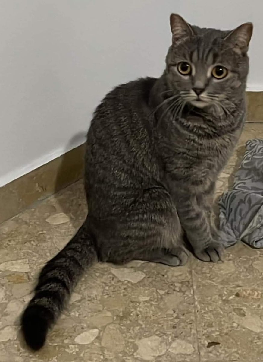 #SE_BUSCA. #PERDIDA/#EXTRAVIADA/#DESAPARECIDA EN #TORRENT, #VALENCIA, ZONA AYUNTAMIENTO.

Si tienes cualquier información acerca de su paradero contacta de inmediato con uno de los siguientes números de teléfono:
☎️ 633786506 / 672599035

Por favor comparte. Gracias...