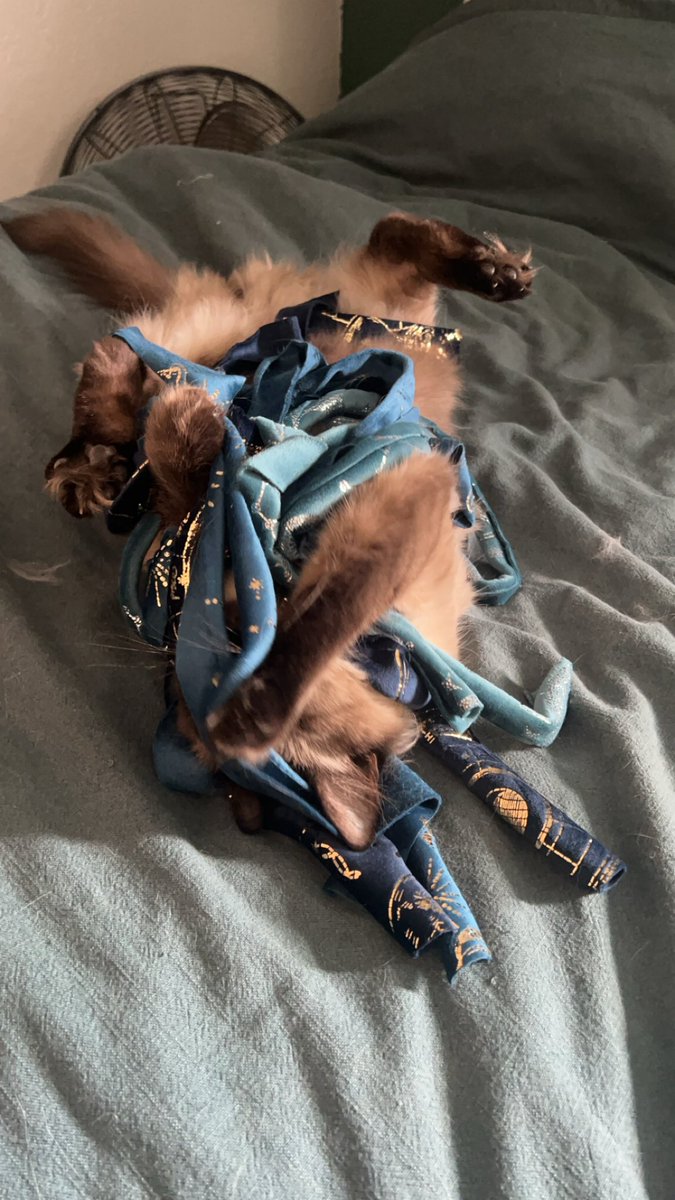 Nym_CatfeineVT's tweet photo. @Destiny2Team This is my goober Saint! (Yes, I named him after Saint-14) https://t.co/xPWrG6XZhq