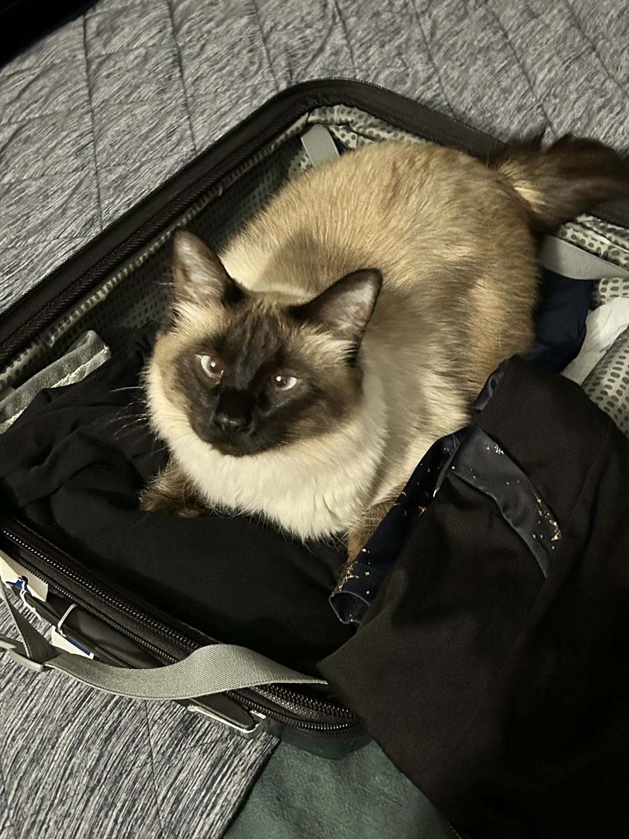 Nym_CatfeineVT's tweet photo. @Destiny2Team This is my goober Saint! (Yes, I named him after Saint-14) https://t.co/xPWrG6XZhq