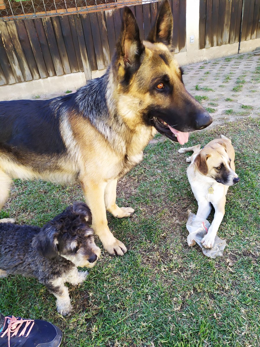 FundacionToby's tweet photo. Amigos la señora Itzel Rodríguez se llevó en adopción a duque hace años; sin embargo desde hace mucho tiempo se niega a dar informes del animal.

Por contrato cuando adoptas a un perro tienes que notificar si haces algo con el perro o si te mudas, ellas no lo ha hecho.

Solicitamos el apoyo de la comunidad para dar con el paradero esta mujer y que regrese sano y salvo a Duque.